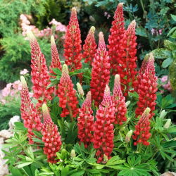 Lupinus, Lupin, Lupin Red - lukovica / gomolj / korijen - Lupinus hybridus