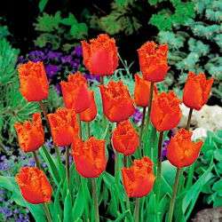 Tulipa Noranda - Tulip Noranda - 5 lampu
