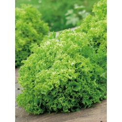Маруля "Рекорд" - набраздени листа - 900 семена - Lactuca sativa var. foliosa 