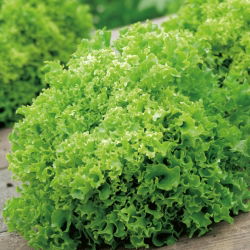 Маруля "Рекорд" - набраздени листа - 900 семена - Lactuca sativa var. foliosa 