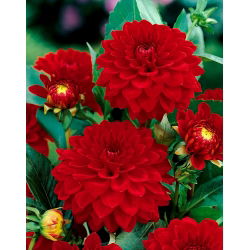 Dahlia Red