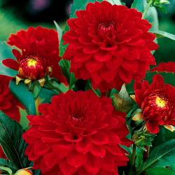 Dahlia Red