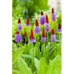 הפרומוזה של הבקבוקון - Primula vialii - שתיל - 