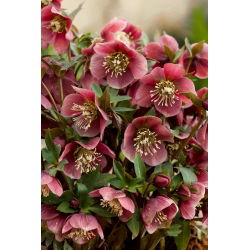Helleborus, Hellebores Atrorubens - bulb / tuber / rădăcină - Helleborus purpurascens - Atrorubens