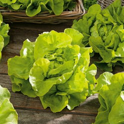 Butterhead salata "Lento" - za cjelogodišnje uzgoj - 900 sjemenki - Lactuca sativa L. var. Capitata - sjemenke