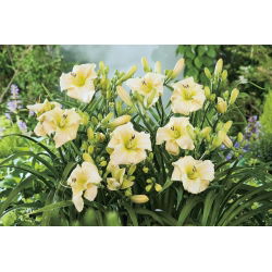 Daylily Kuzey Kutbu Kar - 