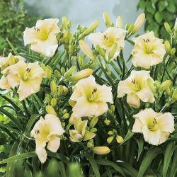 Daylily Kuzey Kutbu Kar - 