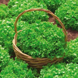 BIO Лату́к посевной - Foliosa - Salad Bowl - 473 семена - Lactuca sativa var. foliosa