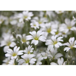 Suvel seemned - Cerastium biebersteinii - 250 seemnet