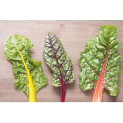 Pazı - çeşitli karışım - 40 tohum - Beta vulgaris  - tohumlar