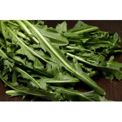Čakanka "Spadona"; Radicchio - 2880 semien - Cichorium intybus ‘Spadona' - semená
