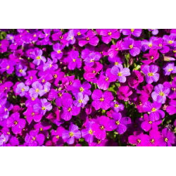 Alpine rock-cress - sortide valik - 940 seemet - Arabis alpina - seemned