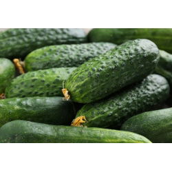 Cucumber - Cornichon de Paris - Perfect and Crunchy variety for Pickling - Fresh Seeds