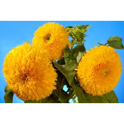 Okrasni visok sončnični "Sungold Tall" - 80 semen - Helianthus annuus - semena