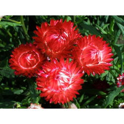 Златни вечни, Стравфловер - црвена сорта - 700 семена - Xerochrysum bracteatum