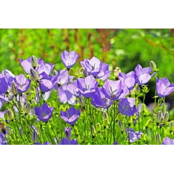 Tussock Bellflower - Blue - Campanula carpatica - Charming Blue Bells, Rock Garden Star - Fresh Seeds