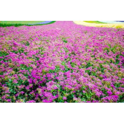 Silene armeria, Milițea roșie - Silene armeria - Înflorire îndelungată, ideală pentru margini - Semințe proaspete