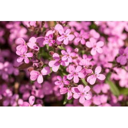 Rock soapwort, Tumbling Ted - 450 seeds