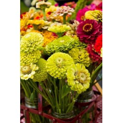 Zinnia Dahlia Mix семена - Zinnia elegans dahliaeflora - 180 семян