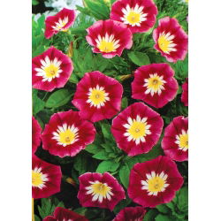 Kırmızı cüce sabah şan "Red Ensign"; üç renkli convolvulus - 200 tohum - Convolvulus tricolor - tohumlar