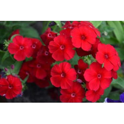 Phlox de Red Drummond - 600 semillas - Phlox drummondii