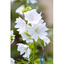 מסק - 90 זרעים - Malva moschata