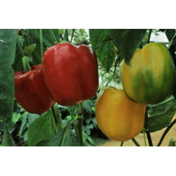 พริกไทย "Granova" - ฟิลด์, ความหลากหลายสีเขียวสีเหลืองที่เปลี่ยนเป็นสีแดงเมื่อสุก - 70 เมล็ด - Capsicum L.