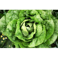 Зимни салати "Humil" - 900 семена - Lactuca sativa L. var. Capitata