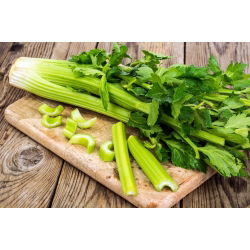 Cellery "Zefir" - dihargai untuk rasa yang sangat baik dan nilai pemakanan - 900 biji - Apium graveolens - benih