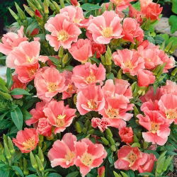 "Сибил Схервоод"; годетиа - 1350 семена - Godetia grandiflora