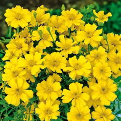 Tagetes patula nana - Favourite - siemenet