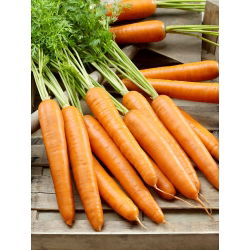 Морква "Берлікумер 2 - Досконалість" - пізній сорт - 4000 насінин - Daucus carota - насіння