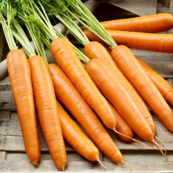 Porkkanat - Berlikummer 2, 100 gram -  Daucus carota ‘Berlikumer 2 - Perfection' - siemenet
