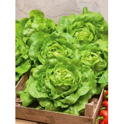 Парникова зелена салата "Сафир" - зимна реколта - 450 семена - Lactuca sativa L. var. Capitata