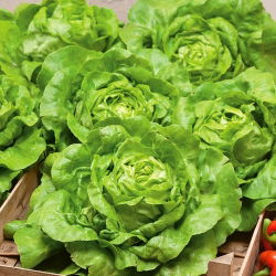 Парникова зелена салата "Сафир" - зимна реколта - 450 семена - Lactuca sativa L. var. Capitata