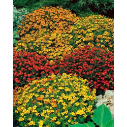 Сигнет мариголд "Старфире" - мешавина сорти - 585 семена - Tagetes tenuifolia