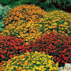 Сигнет мариголд "Старфире" - мешавина сорти - 585 семена - Tagetes tenuifolia