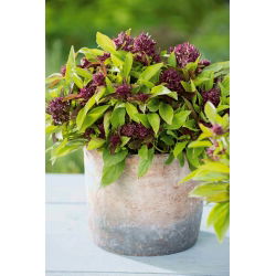 Tajlandski bosiljak Siam Queen sjemenke - Ocimum basilicum - 900 sjemenki - Ocimum basilicum ‘Siam Queen' 