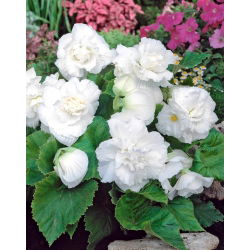 Begonia Large Flowered Double White - 2 cibule - Begonia ×tuberhybrida 