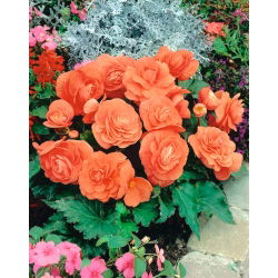 Begonia velký květovaný dvojitý losos - 2 cibule - Begonia ×tuberhybrida