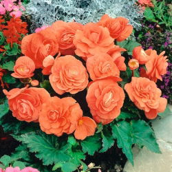 Begonia velký květovaný dvojitý losos - 2 cibule - Begonia ×tuberhybrida