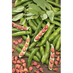 Broad Bean - Karmazyn - Vicia faba - 500 g - Carmine-Pink, Freezing Perfection - Fresh Seeds