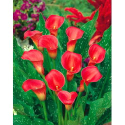 Calas, Alcatraces, Cartuchos - Rojo - Zantedeschia