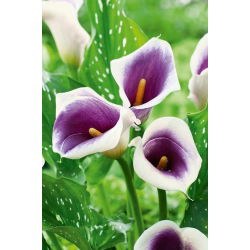 Calas, Alcatraces, Cartuchos - Picasso - Zantedeschia