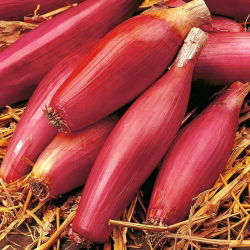 Cipolla - Rosa Lunga Di Firenze - Allium cepa L. - semi