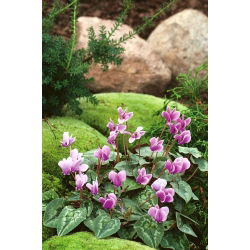 Cyclamen neapolitanum - Cyclamen Hederifolium