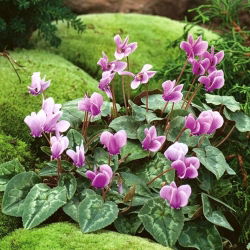 Cyclamen neapolitanum - Cyclamen Hederifolium