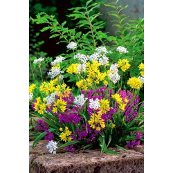 Aglio decorativo - mix - pacchetto di 20 pezzi - Allium