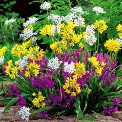 Aglio decorativo - mix - pacchetto di 20 pezzi - Allium