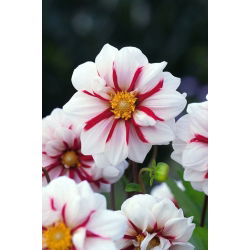 Lửa và băng Dahlia - củ / củ / rễ